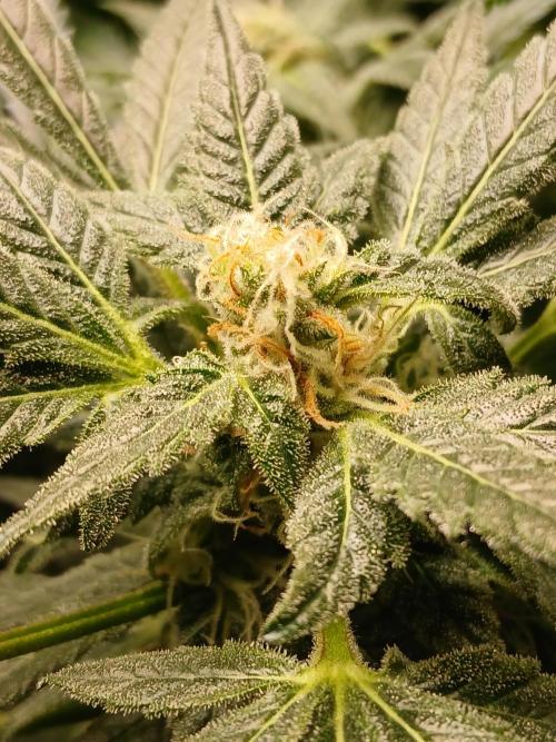 Green Poison. Week 12