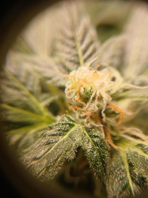 Green Poison. Week 12