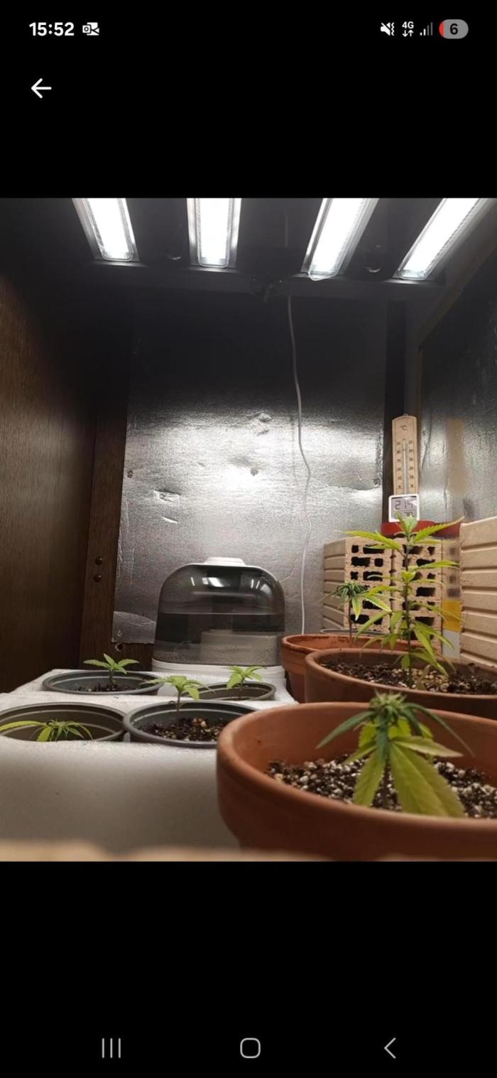 Green Poison. Week 0