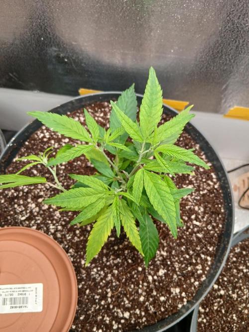 Green Poison. Week 4