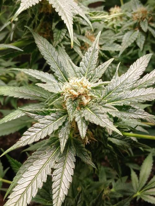 Green Poison. Week 13