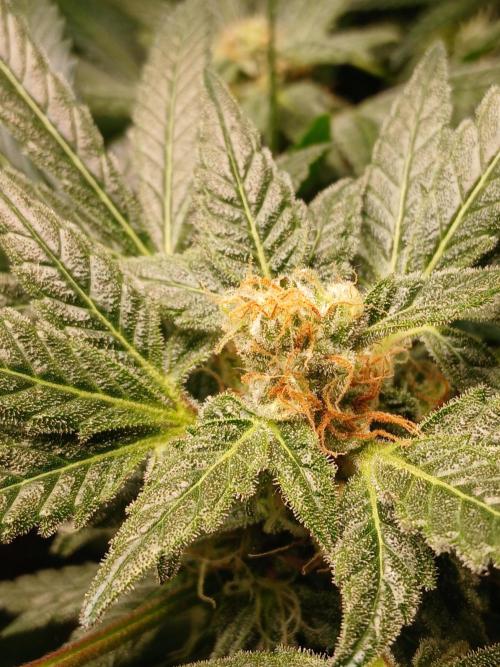 Green Poison. Week 13