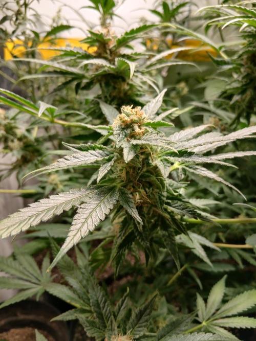 Green Poison. Week 13