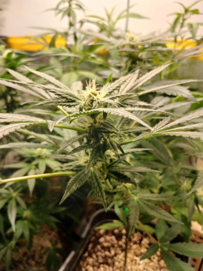 Green Poison. Week 8