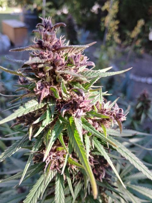 Purple Outdoor. Week 16