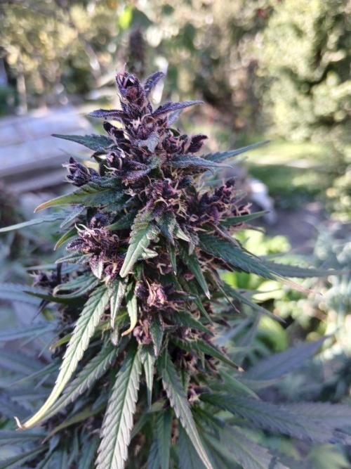 Purple Outdoor. Week 16