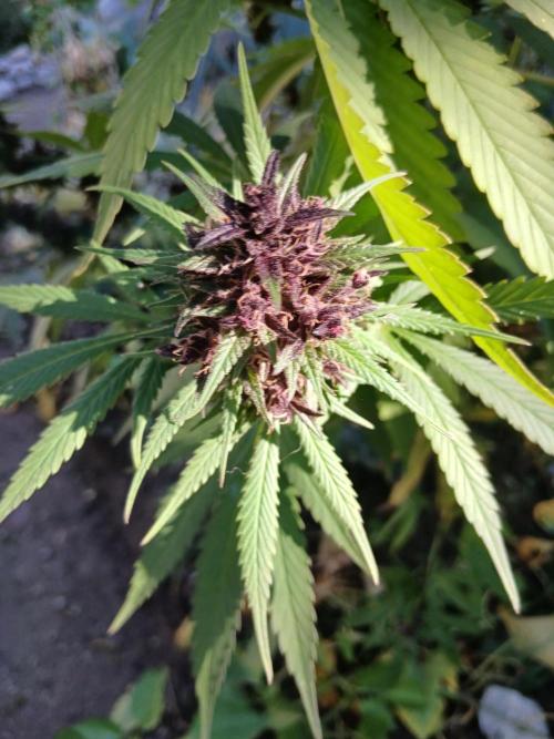 Purple Outdoor. Week 16