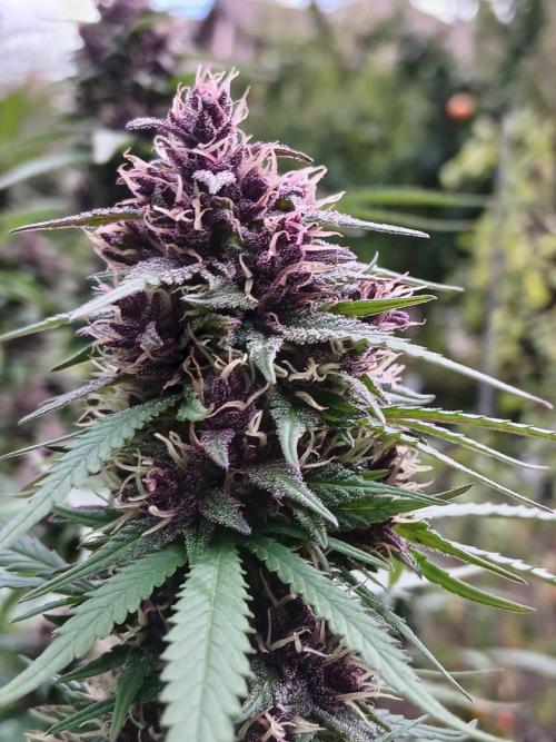 Purple Outdoor. Week 13