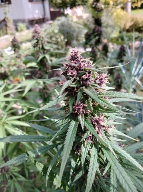 Purple Outdoor. Week 13