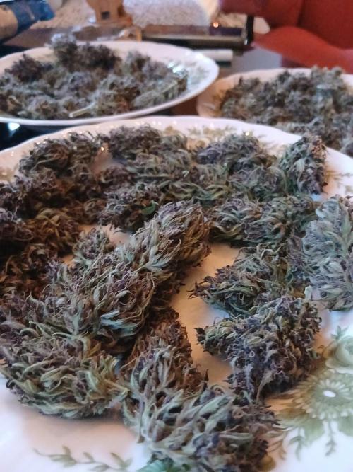 Purple Outdoor. Week 17