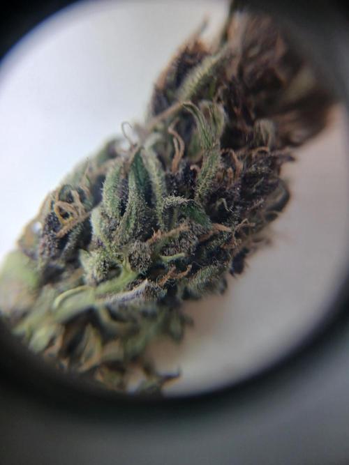 Purple Outdoor. Week 17