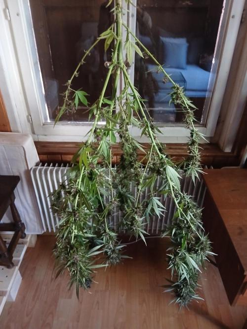 Purple Outdoor. Week 17