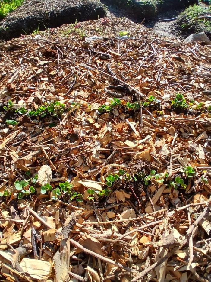 Purple Outdoor. Week 0