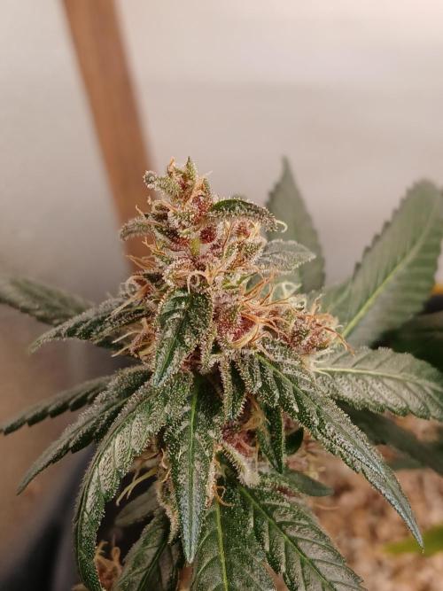 Purple Indoor. Week 12