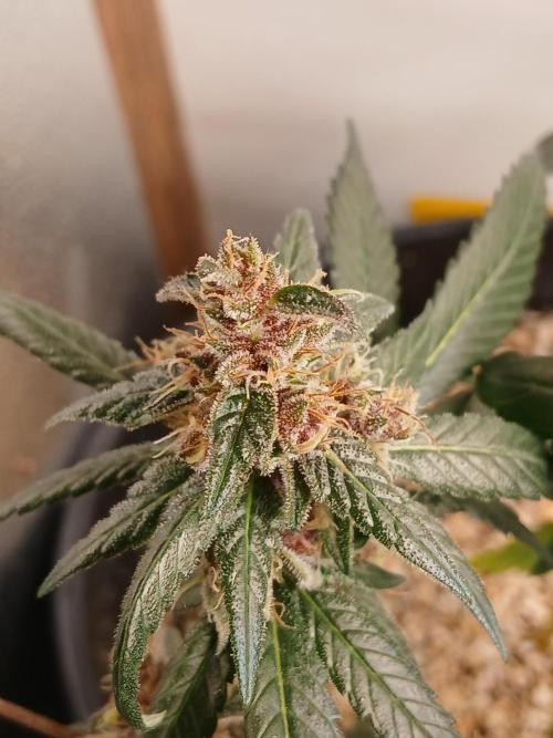 Purple Indoor. Week 12