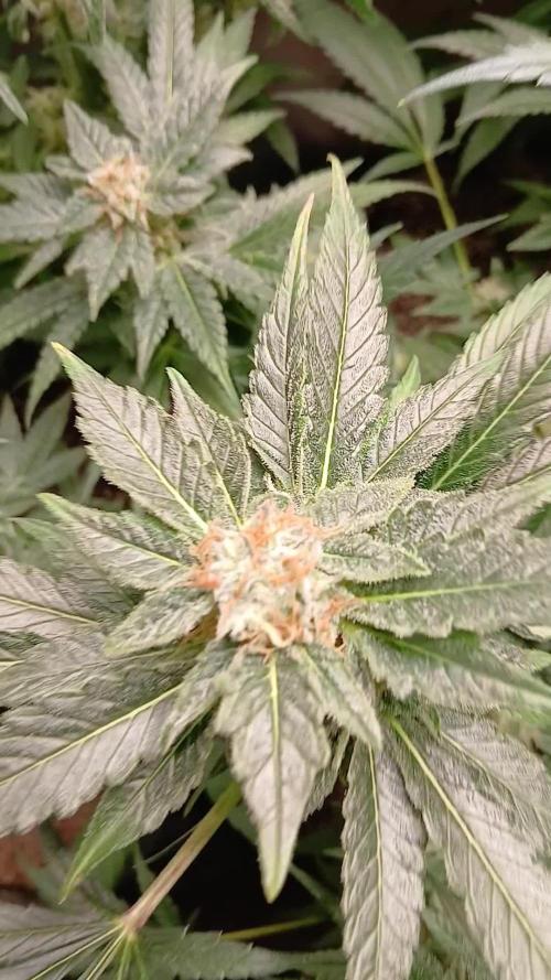 Green Poison