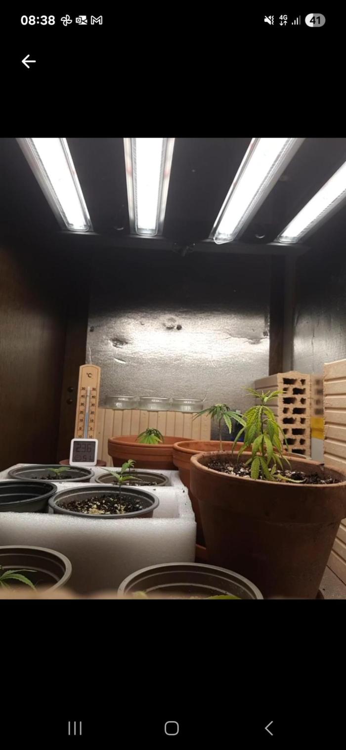 Bobby No 69. Week 3 - Steckling from outdoor