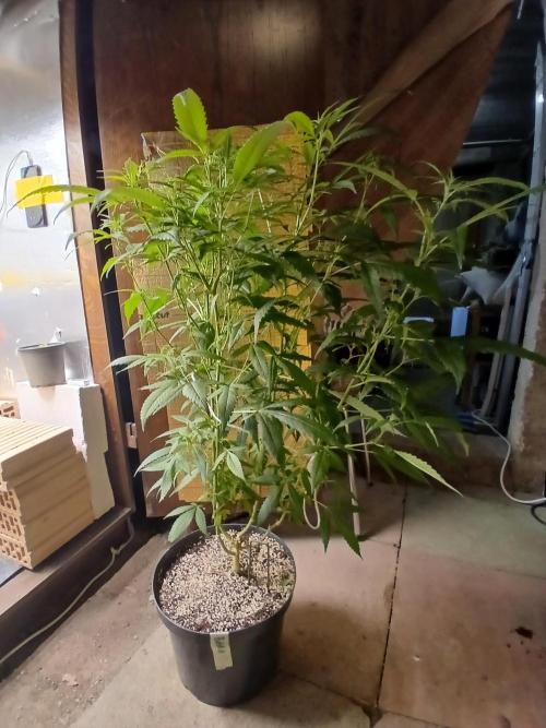 Bobby No 69. Week 14