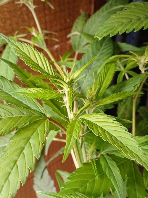 Bobby No 69. Week 14