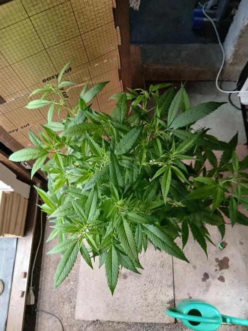 Bobby No 69. Week 14