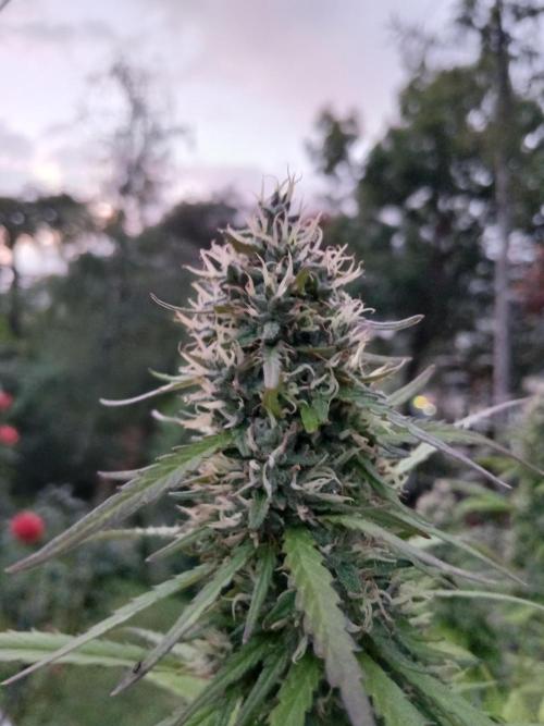 Bobby No 69. Week 14 - That was outdoor mummy