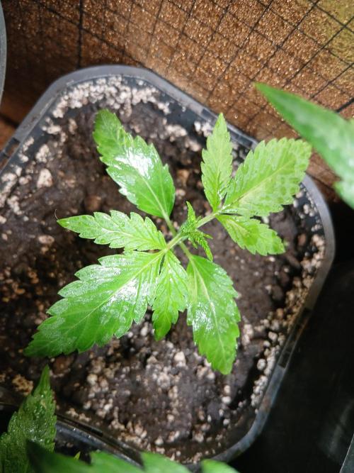 Honolulu 2.0. Week 2