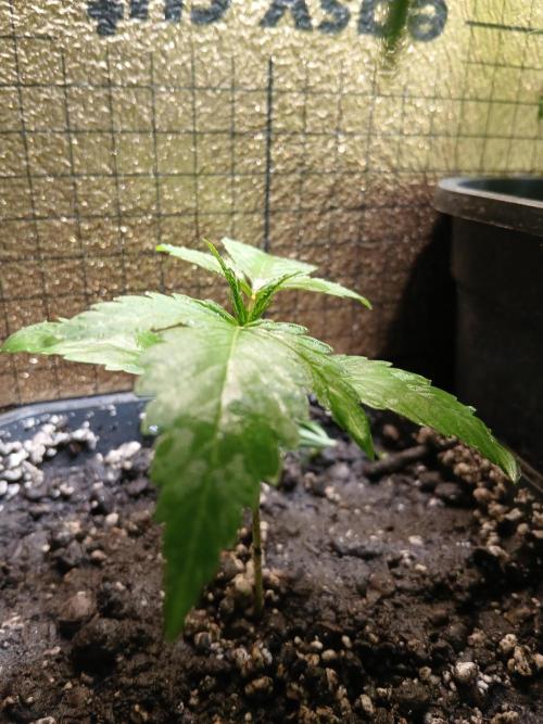 Honolulu 2.0. Week 2