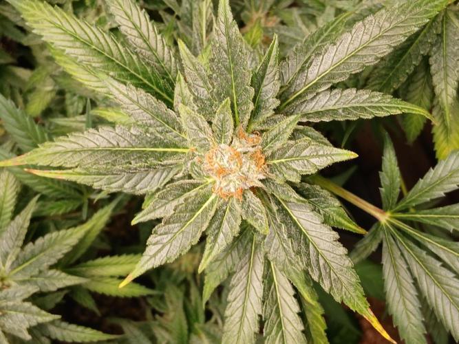 Green Poison. Week 14 - Green Poison