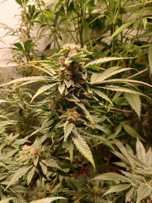 Green Poison. Week 14 - Green Poison