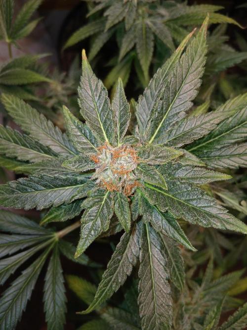 Green Poison. Week 14 - Green Poison