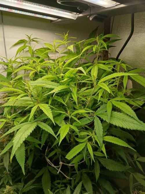 Bobby No 69. Week 15