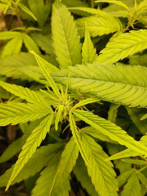 Bobby No 69. Week 15