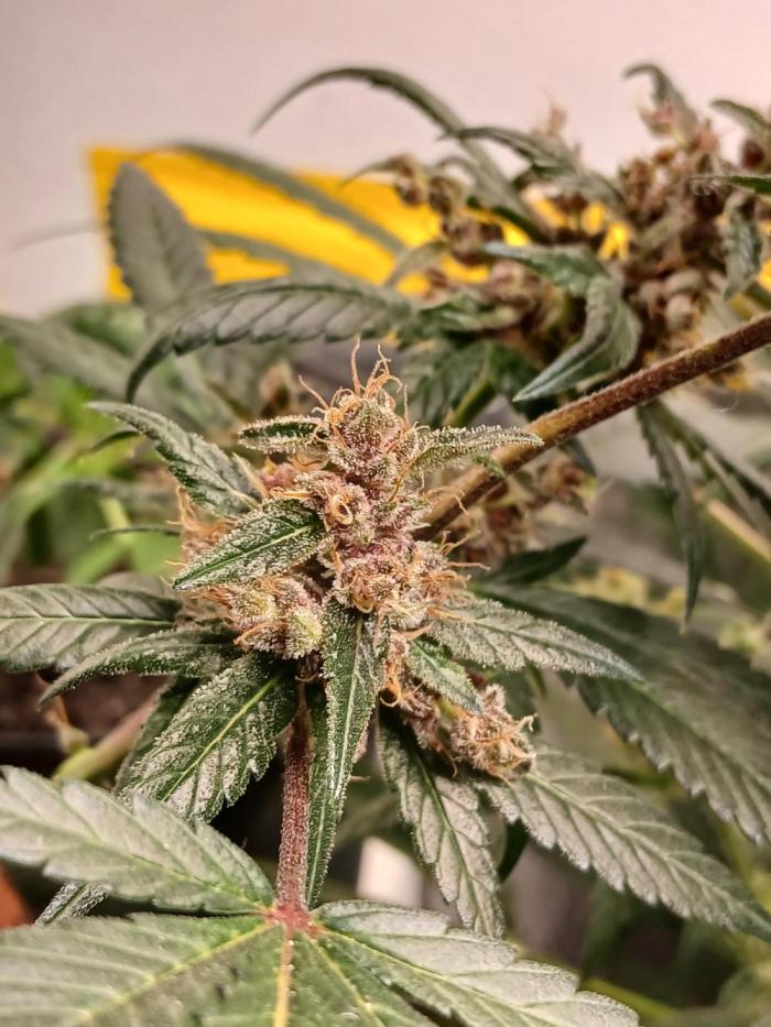 Purple Indoor. Week 13