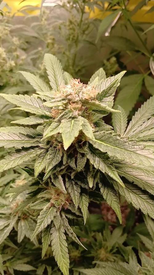 Green Poison
