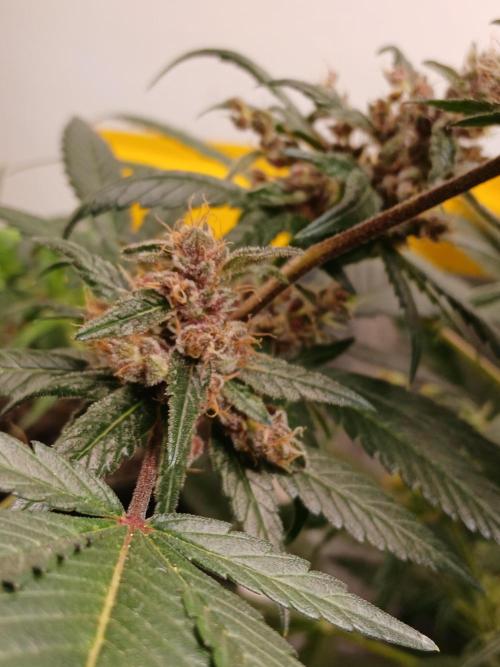 Purple Indoor. Week 14