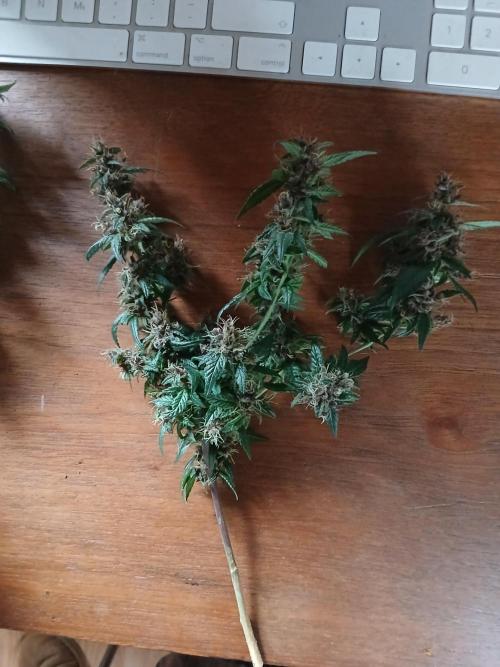 Purple Indoor. Week 14