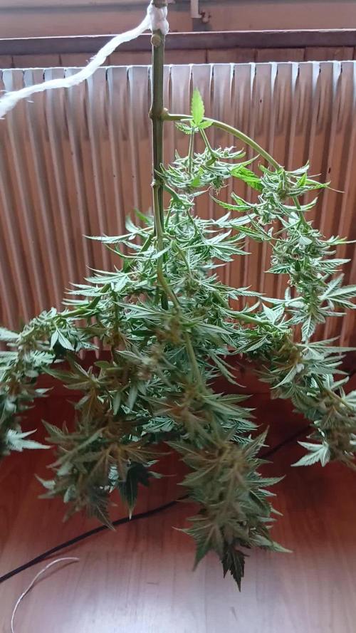 Green Poison