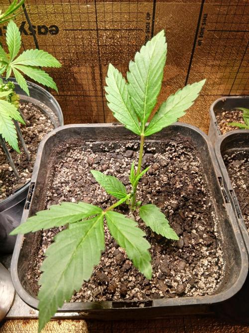 Honolulu 2.0. Week 3