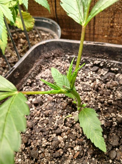 Honolulu 2.0. Week 3