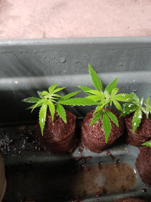 Honolulu 3.0. Week 0