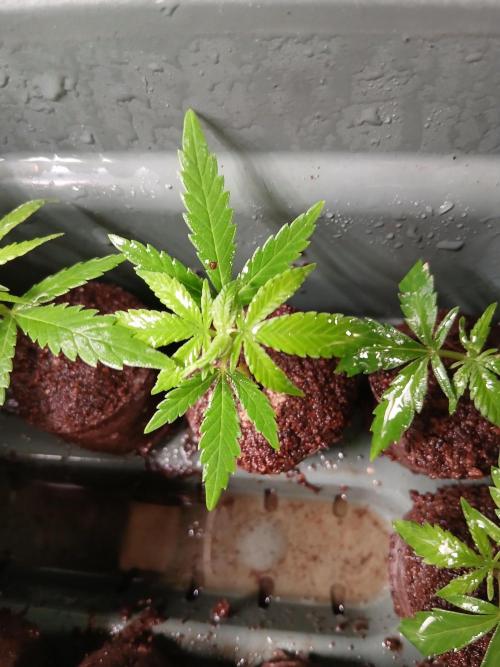 Honolulu 3.0. Week 0