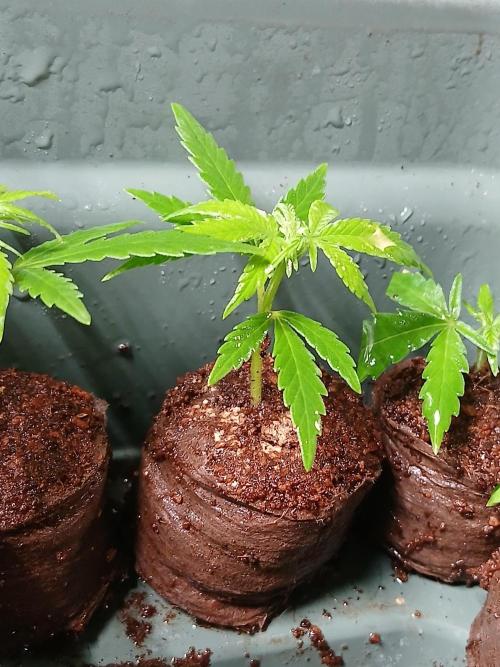 Honolulu 3.0. Week 0