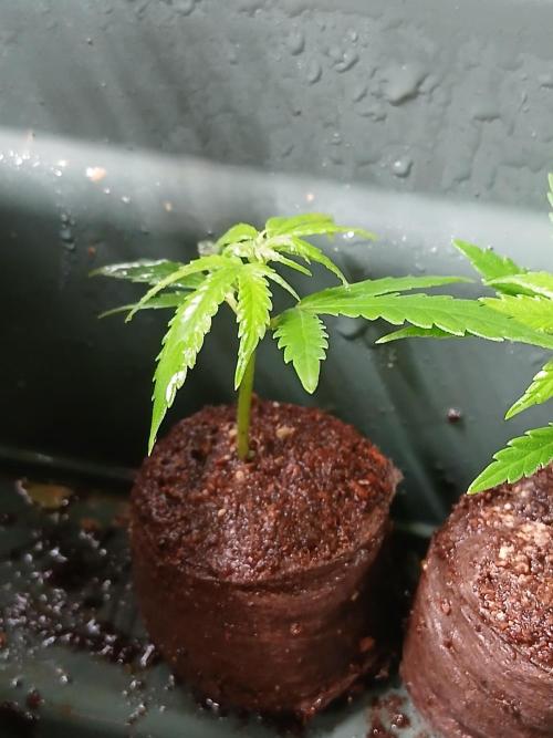 Honolulu 3.0. Week 0