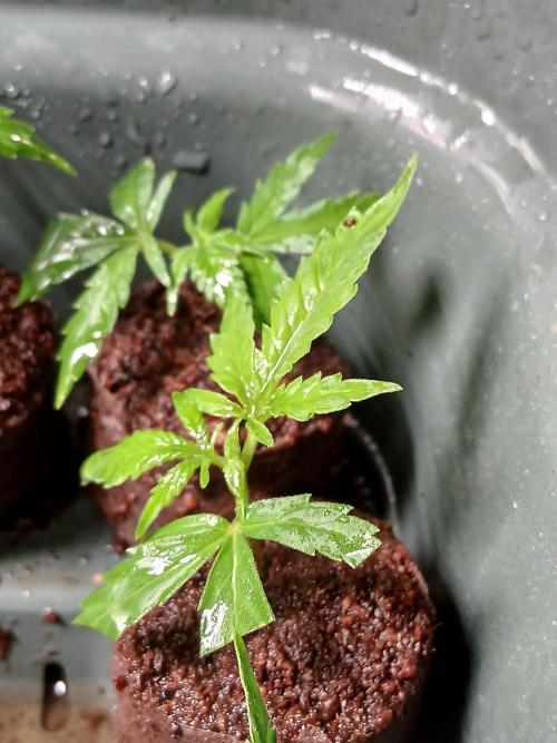 Honolulu 3.0. Week 0