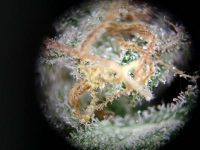 Comment by Kadash368 photo #3