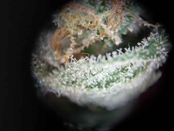 Green Poison. Week 15