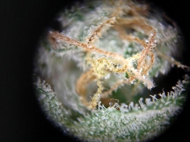 Green Poison. Week 15