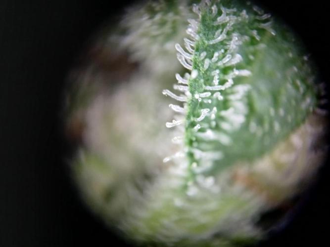 Green Poison. Week 15