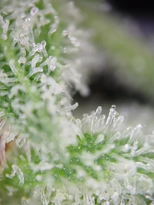 Green Poison