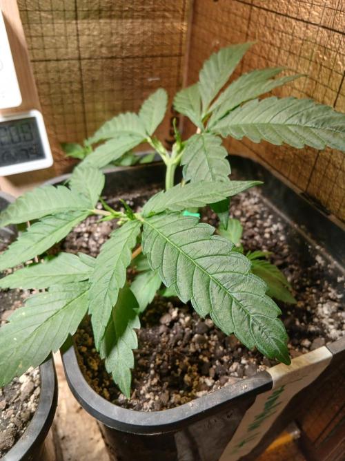 Honolulu 2.0. Week 4